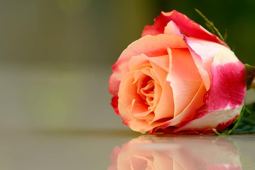 Rosa, Rosa rosada, flor, flor rosa, pétalos, pétalos de rosa, floración, flora, naturaleza, de cerca, solo rosa