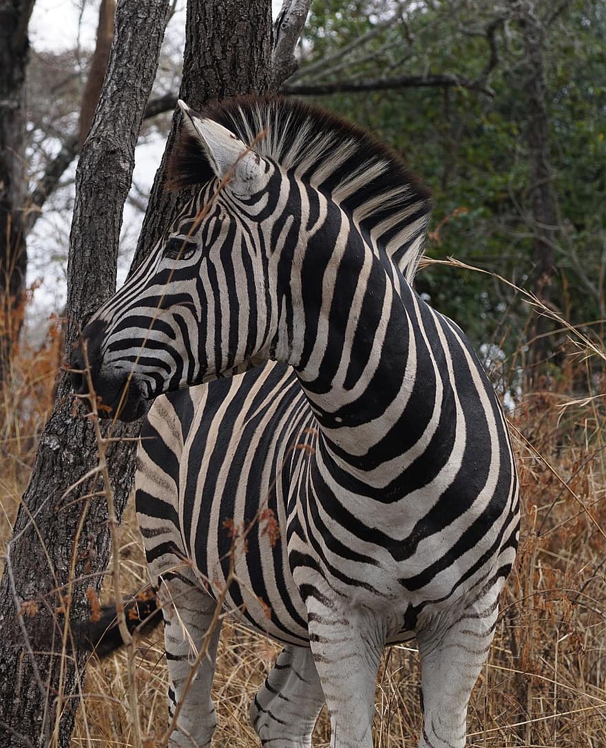 zebra, hewan, safari, kuda, mamalia, garis-garis, margasatwa, fauna, gurun, alam, Afrika