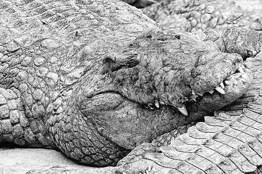 krokodiller, Zoo, krybdyr, dyr, sort og hvid, krokodille, dyr i naturen, alligator, Afrika, dyr kropsdel, dyre tænder