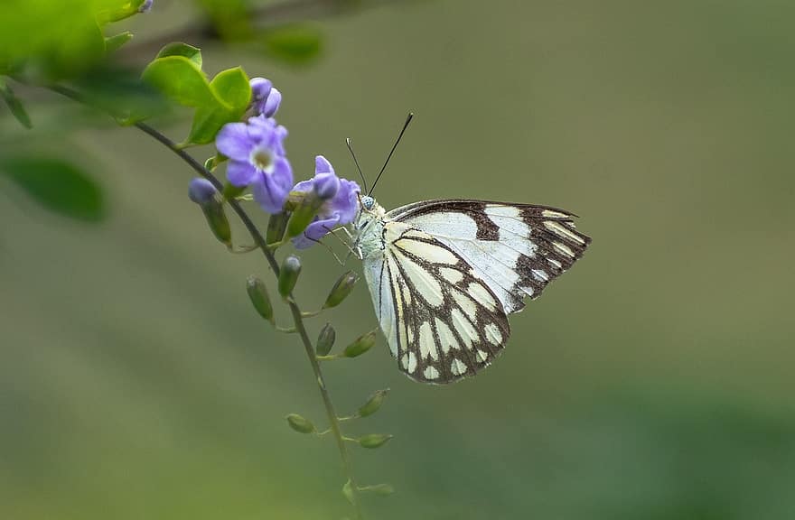 sommerfugl, blomster, bestøve, bestøvning, winged insekt, sommerfugl vinger, lepidoptera, dyr verden, fauna, natur