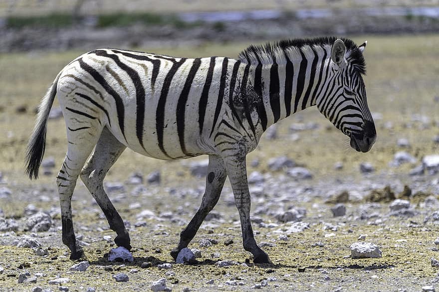 Zebra, Equine, Striped, Striped Fur, Stripes, Wild Animal, Mammal, Animal, Animal World, Wildlife Photography, Wildlife