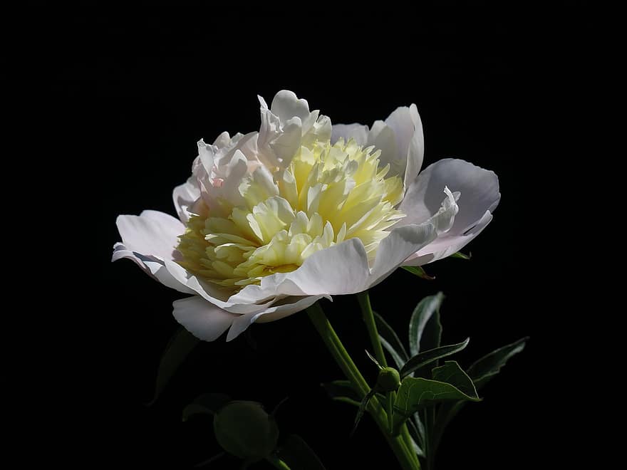 Peony, Chinese Peony, White, Yellow, Background, flower, petal, plant, flower head, close-up, summer