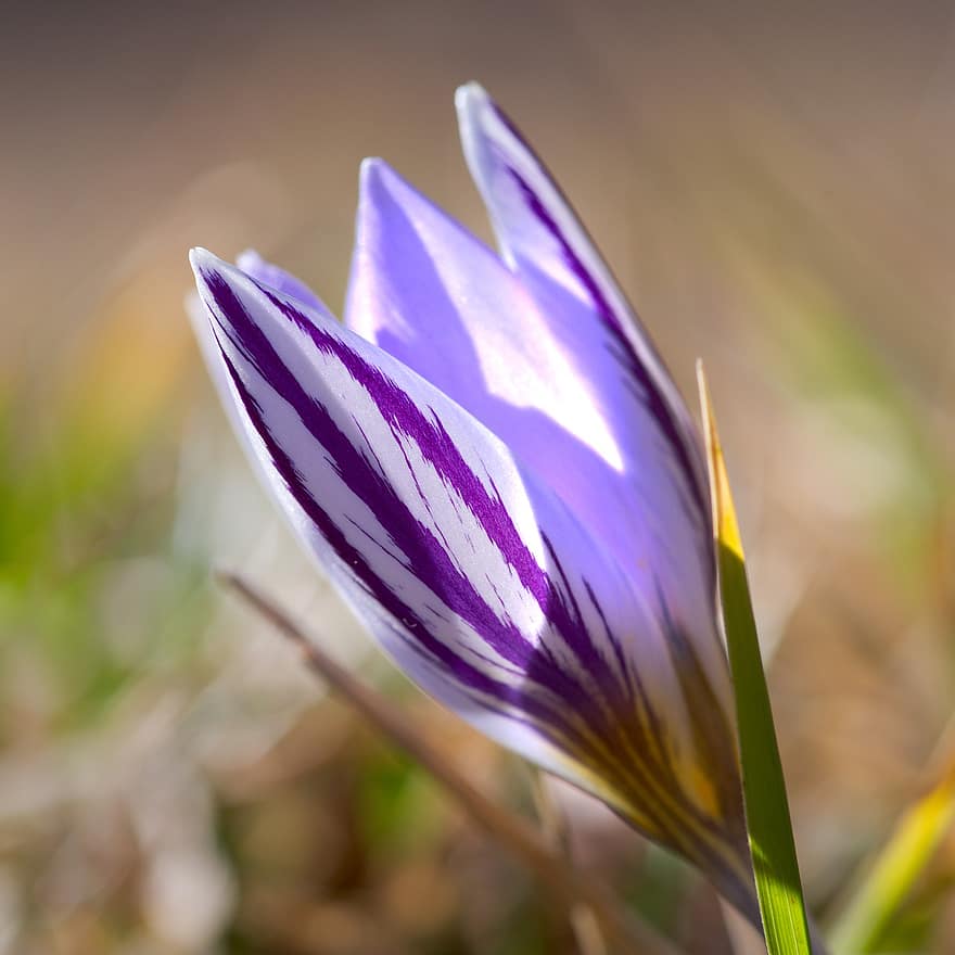 крокус, фиолетовый цветок, бутон цветка, весна, природа, луг