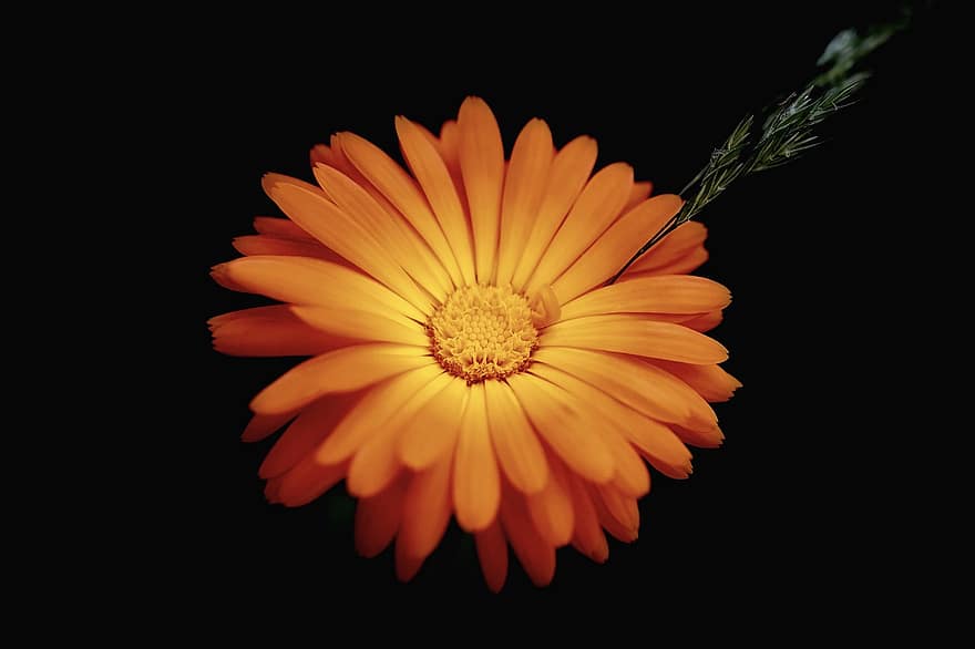 Ringelblume, blühen, Orange, Blütenblätter, Hintergrund, Blumengruß, Romantik, Geburtstag