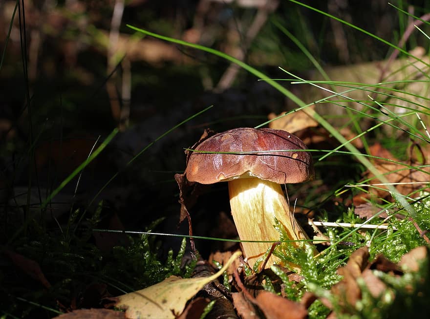 μανιτάρι, μύκητας, toadstool, Bay Boletus, δάσος