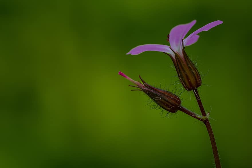 hierba robert, flor Purpura, flor, macro, geranio robertianum, naturaleza, planta, factura de la grúa, de cerca, color verde, hoja