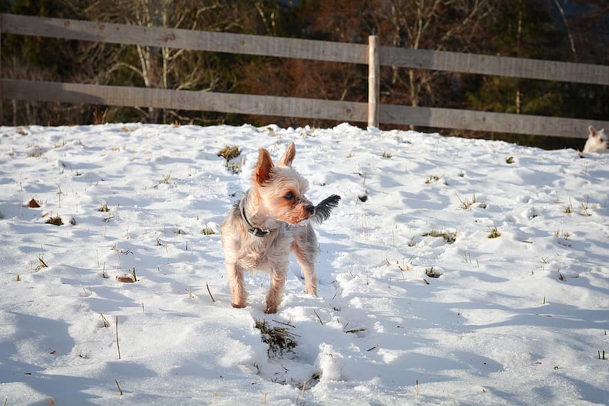 Yorkshire-Terrier, Hund, Schnee, Winter, kleiner Hund, draußen, Yorkie, Haustier, Tier, Haushund, Eckzahn