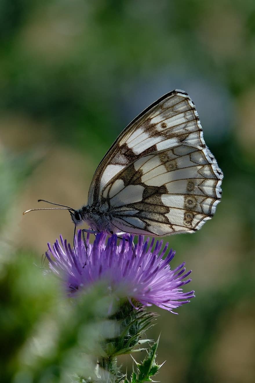 marmoreret hvid sommerfugl, sommerfugl, blomst, tidsel, insekt, vinger, lilla blomst, wildflower, plante, eng, natur
