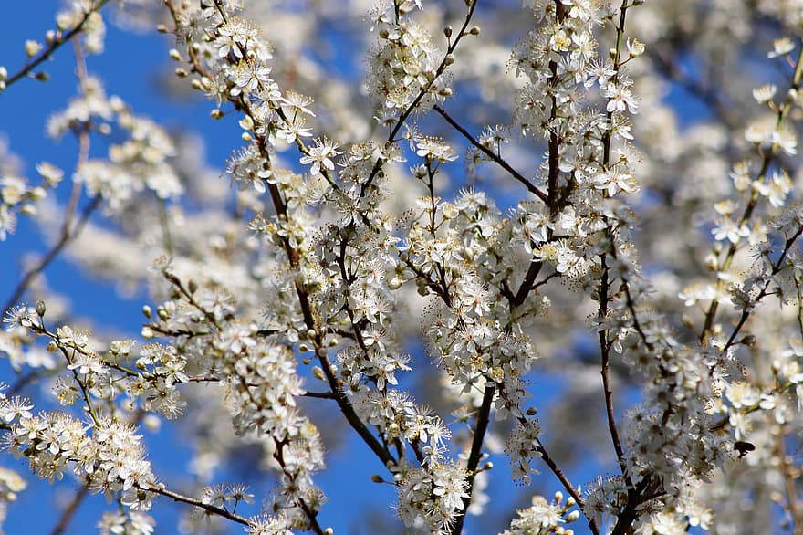 Sloe, Blackthorn, Prunus Spinosa, Blossom, Flowering Branches, Tree, Schlehdorn, Bloom, Spring, Nature, springtime