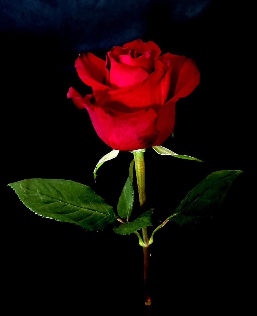 Rosa, flor, planta, Rosa roja, flor roja, pétalos, floración, hojas, naturaleza, oscuro