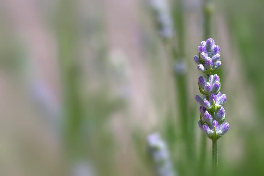 laventeli, kukat, violetti, sininen, kasvisto, kesä, hajuvesi, tuoksuva, kiinni, kasvitiede, Provence
