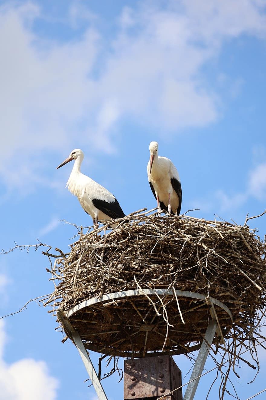 birds, storks, bird nest