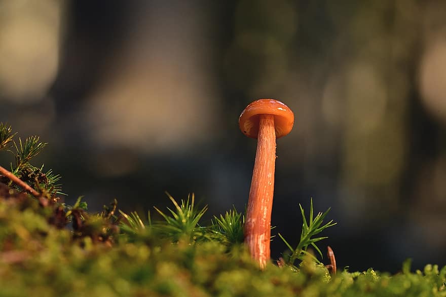 cogumelo, fungo, cogumelo pequeno, floresta, chão da floresta, natureza