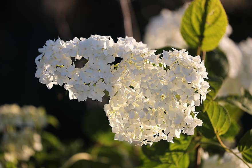 hvit hortensia, blomster, anlegg, hvite blomster, blomst, blomstre, blomstringen, busk, hage, natur, bakgrunnsbelysning