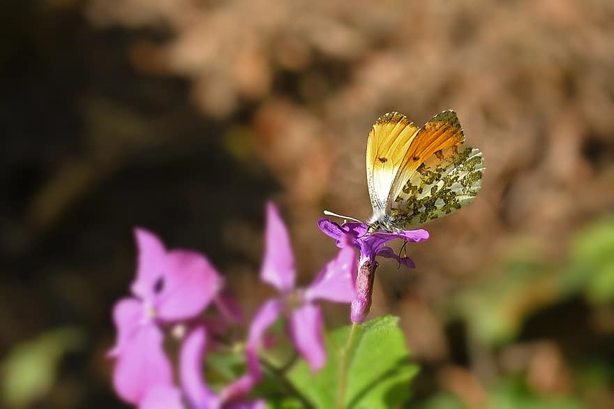 оранжевый наконечник, бабочка, насекомое, Аврора бабочка, цветок, крылья, завод, сад, природа