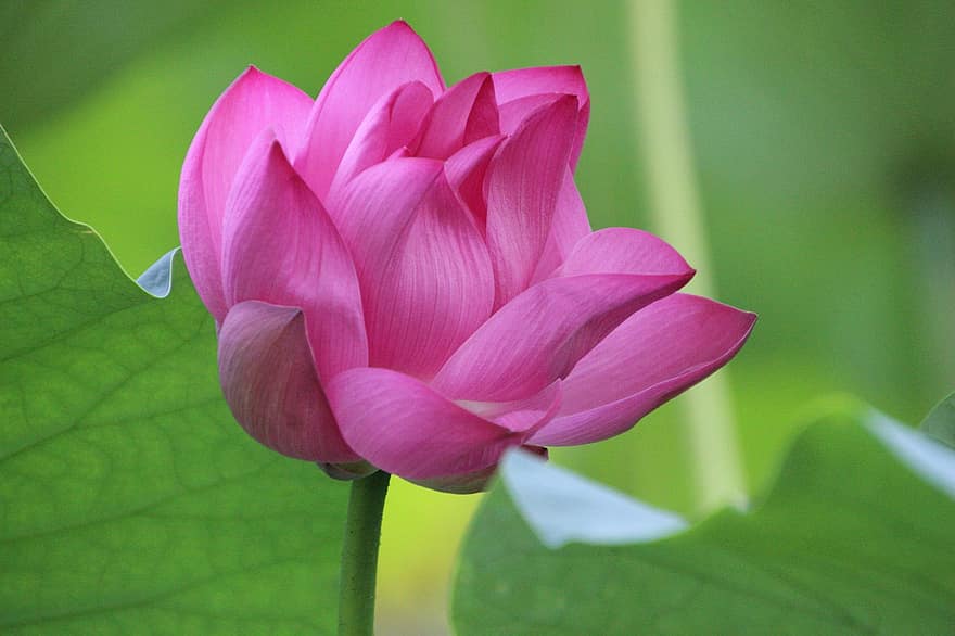 lótus, flor, plantar, Flor de Lotus, lírio d'água, florescendo, florescimento, planta aquática, flora, botânica, natureza