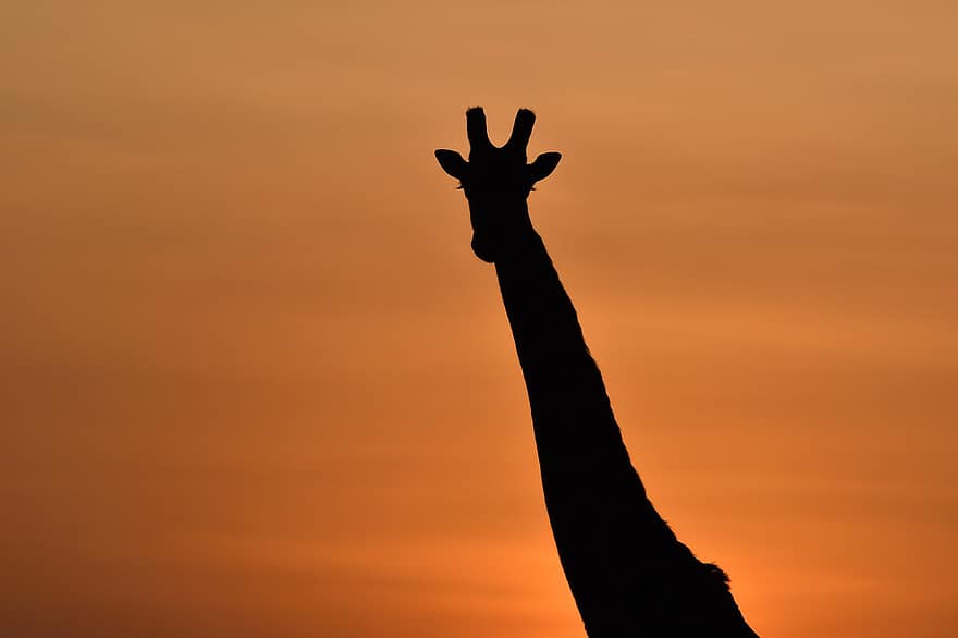 жирафа, заход солнца, масаи мара, Африка, животное, млекопитающее, силуэт, с подсветкой, смеркаться, Солнечный лучик, солнце
