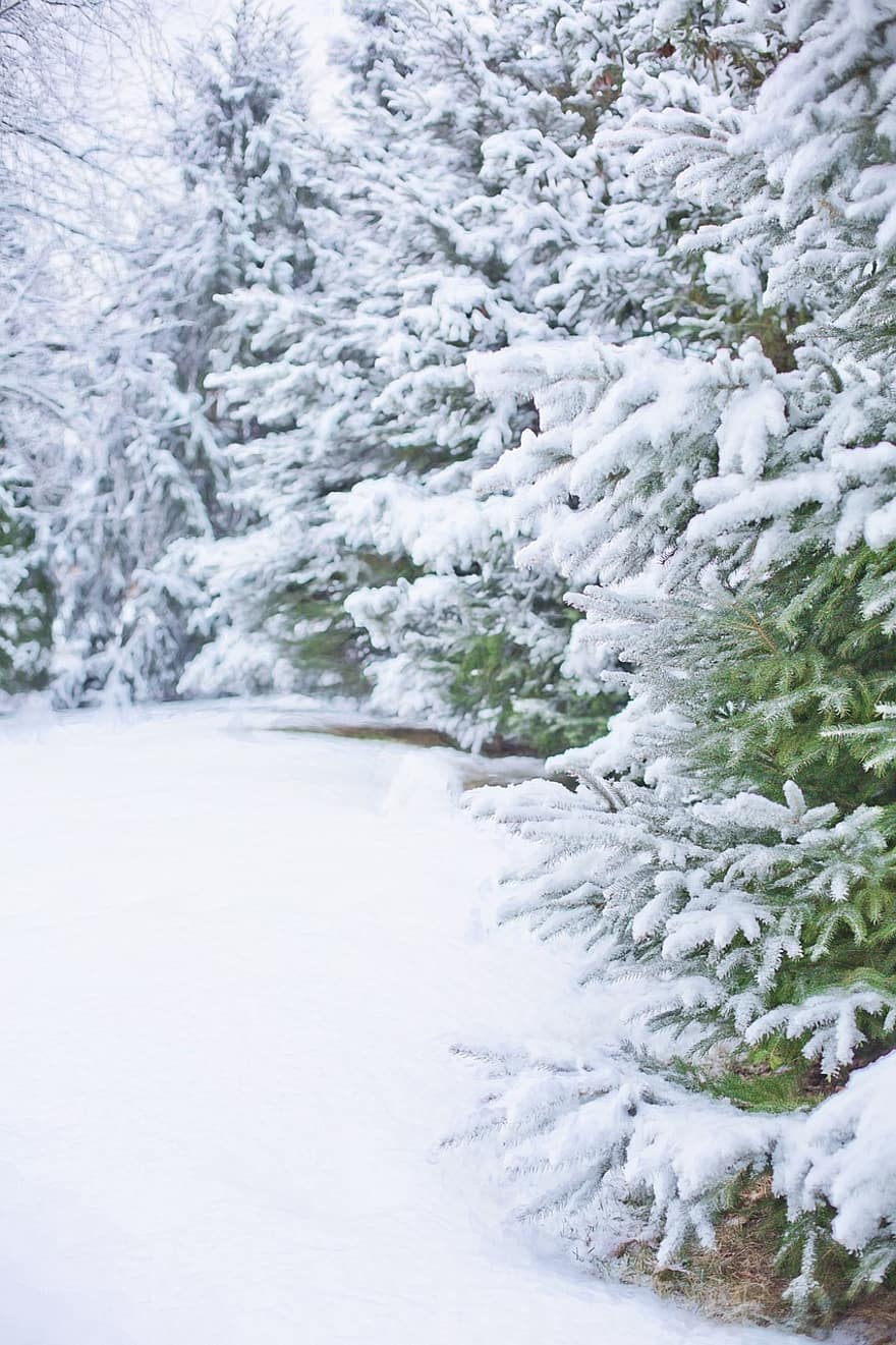 Winter, Schnee, Bäume, Nadelbäume, Nadelholz, Nadelwald, Schneewald, Schneefeld, Schneelandschaft, Raureif, Frost
