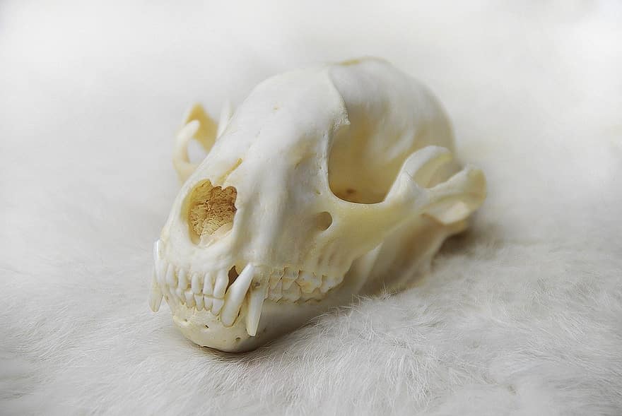crâne animal, crâne, anatomie, raton laveur, OS, la nature, squelette, tête, sauvage, faune, morte