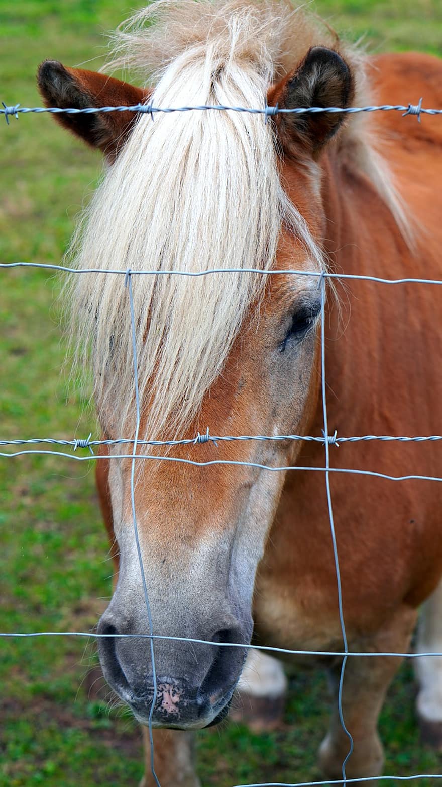 Horse, Horse Head, Fence, Animal, Demarcation, Paddock, Ranch, Farm, Animal Portrait, Animal World, Brown Horse