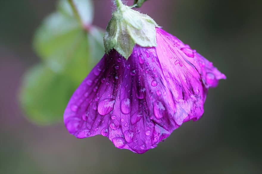 マロー、花、雨滴、露、露滴、液滴、濡れている、紫色の花、咲く、開花植物、観賞用植物