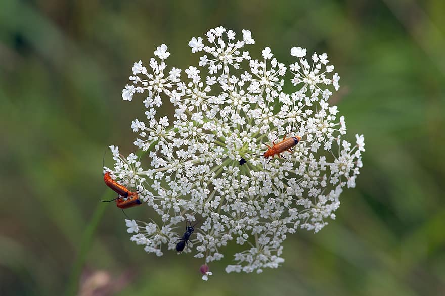 Insects, Wild Carrot, Queen Anne's Lace, Wildflower, Flora