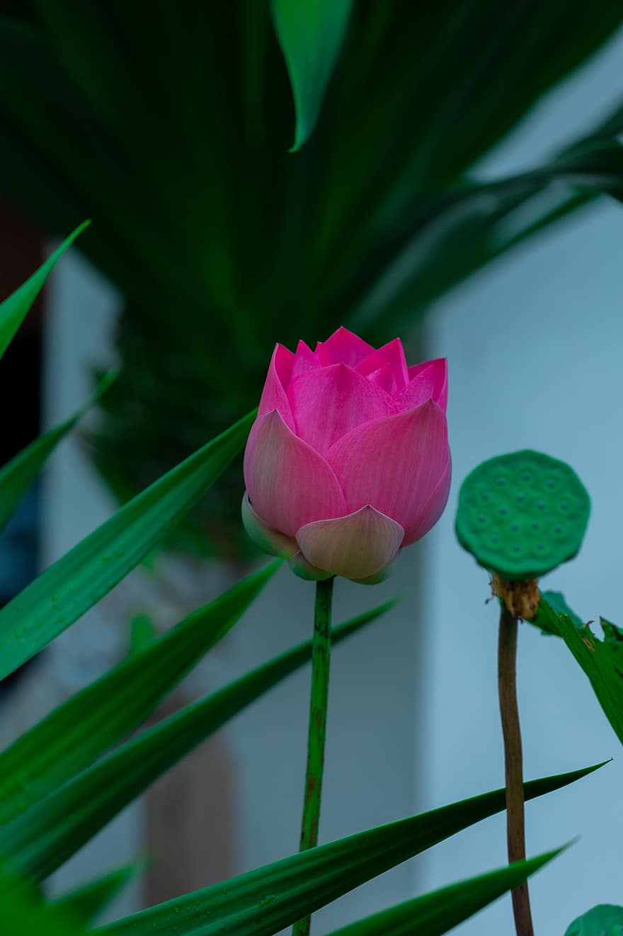 blomma, lotus, kronblad