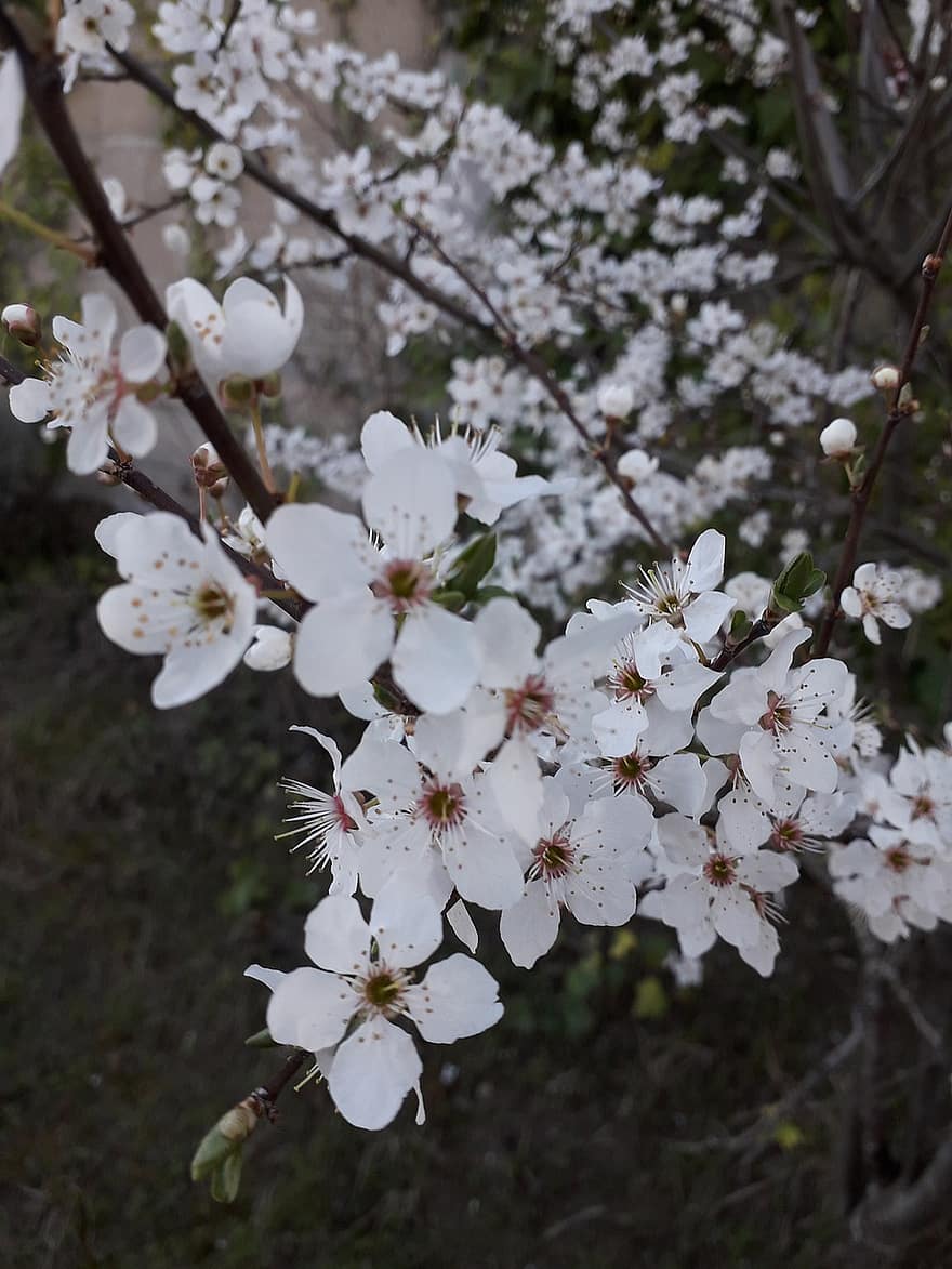 Sakura, virágok, cseresznye virágok, fehér virágok, fehér szirmok, szirmok, virágzás, virágzik, növényvilág, tavaszi virágok, természet