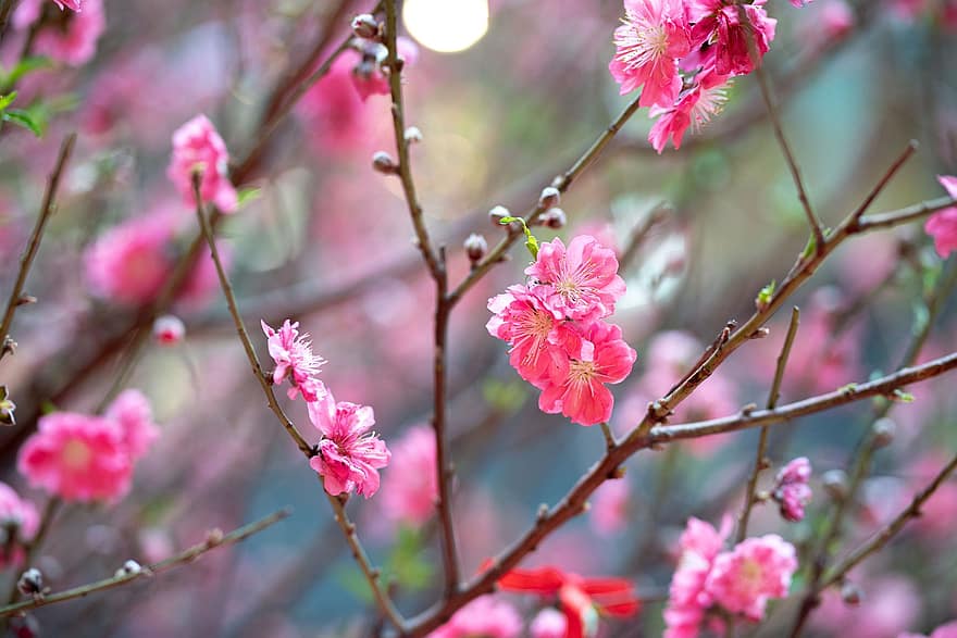 Sakura, virágok, cseresznye virágok, rózsaszín szirmok, szirmok, virágzás, virágzik, növényvilág, tavaszi virágok, természet