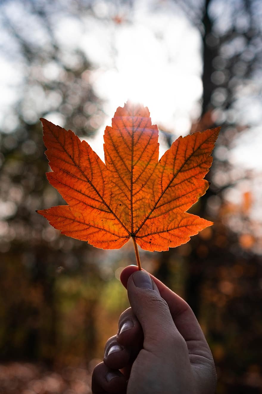 Maple, Leaf, Hand, Autumn, Fall, Orange Leaf, Outdoors, Nature
