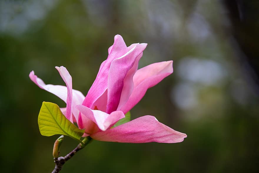 цветок, магнолия, розовая магнолия, розовый цветок, цветение, цвести, природа, сад, крупный план, лист, завод