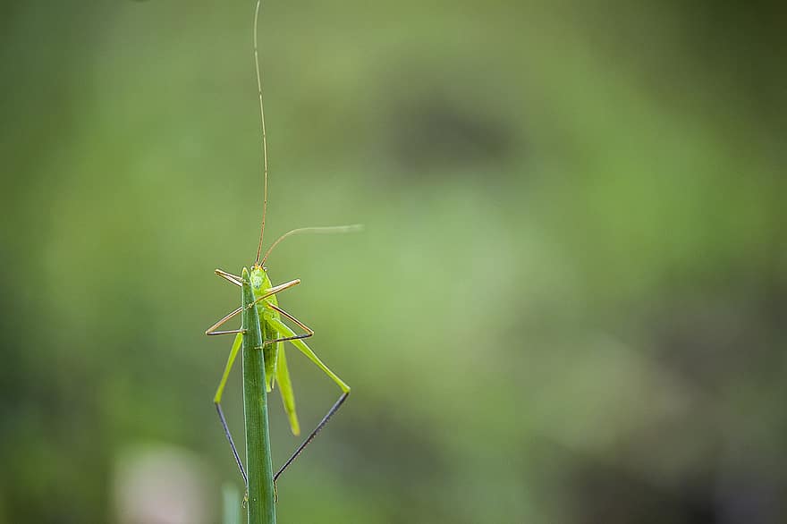 Insect, Grasshopper, Wildlife, Nature, Animal, Close Up, Entomology, close-up, macro, green color, leaf