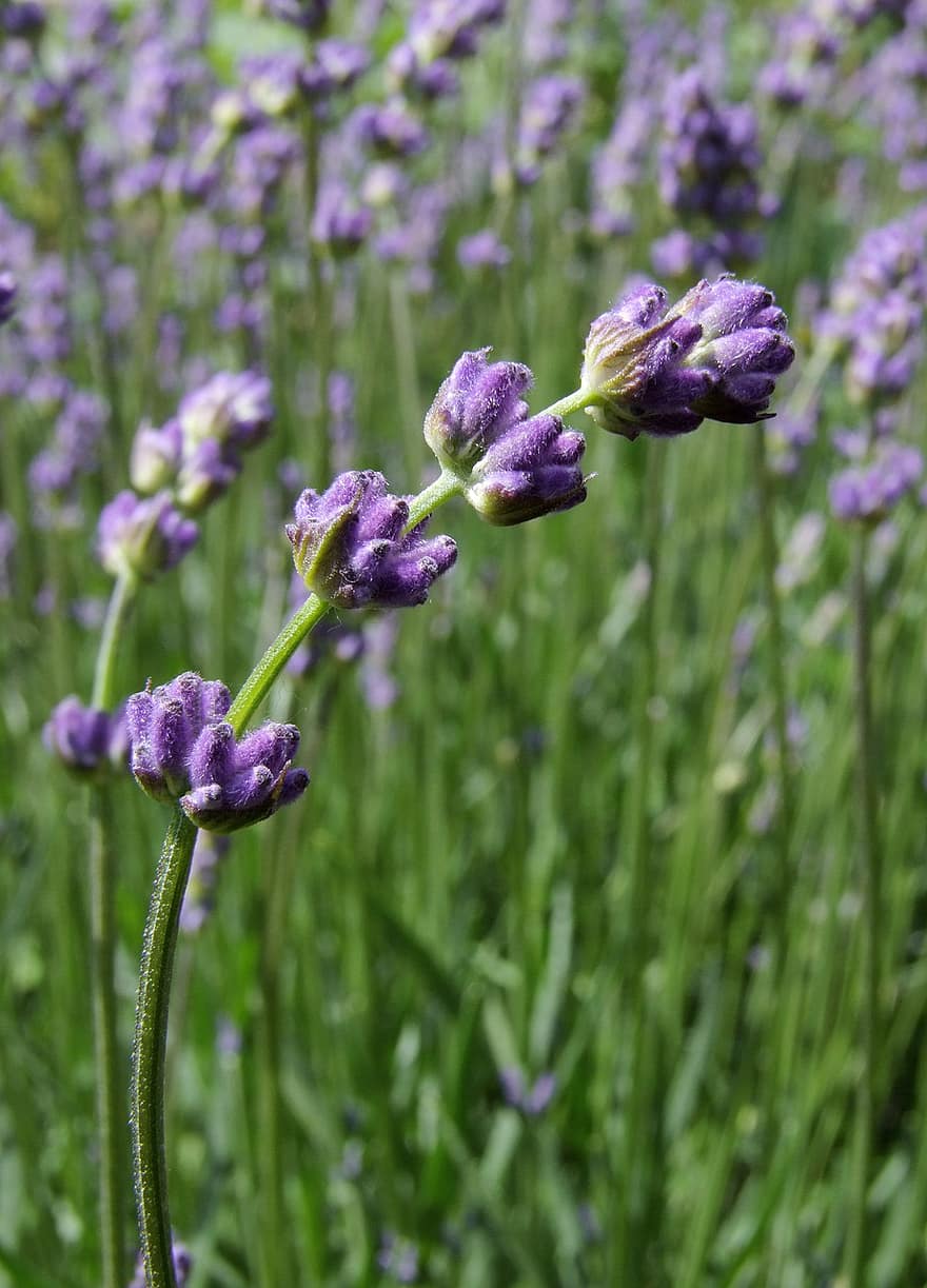 Lavendel, Lavandula, duftend, Blume, Kraut, Strauch