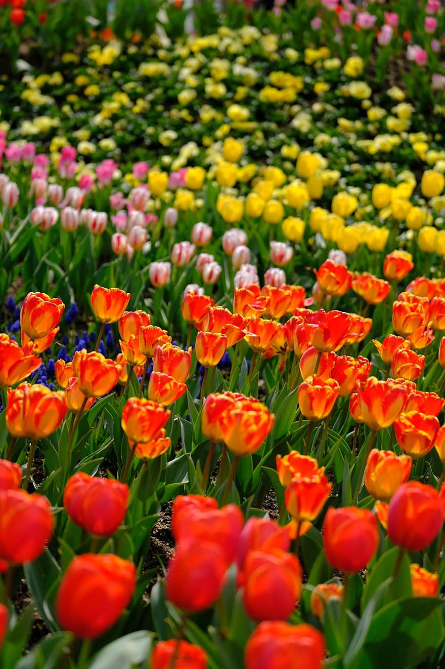 tulpes, apelsīnu ziedi, dārzs, raksturs, ainavu, pavasarī, ziedi, tulpe, zieds, augu, daudzkrāsains