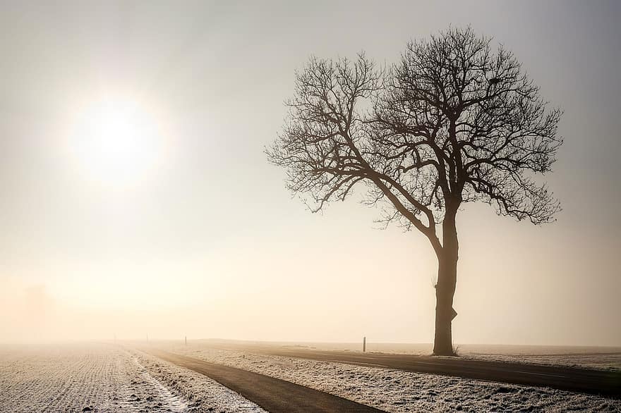 la carretera, camino, árbol, niebla, amanecer, nieve, invierno, naturaleza, puesta de sol, Dom, paisaje