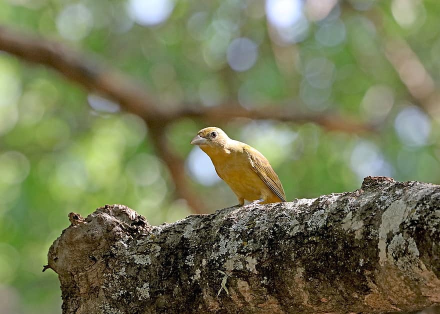 letni tanager, żółty ptak, ptak, siedzący ptak, zdrowaśka, ptaków, ornitologia, obserwowanie ptaków, zwierzę, świat zwierząt, Natura
