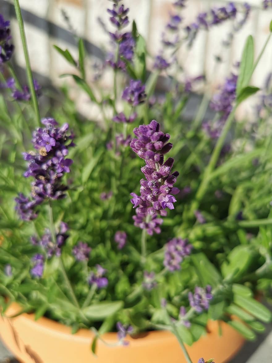 lavender, bunga-bunga, menanam, pot tanaman, berkembang, Daun-daun, alam, musim panas