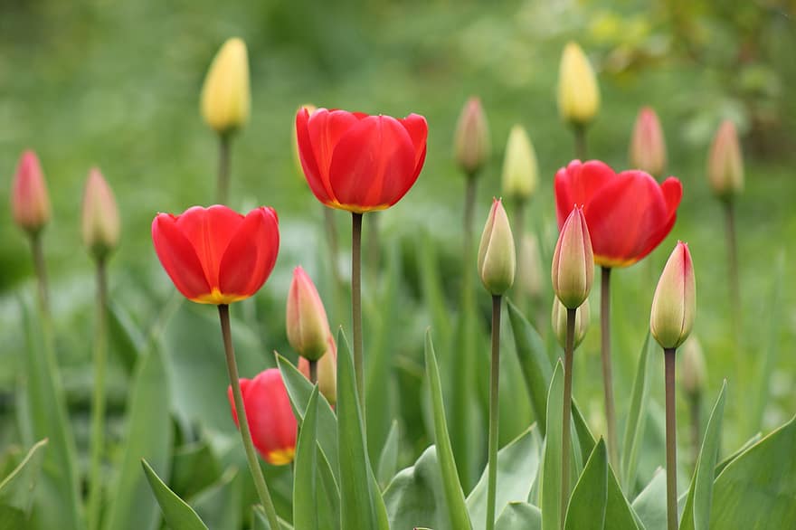 tulipaner, blomster, planter, hvite blomster, petals, blomst, hage, eng, vår, natur