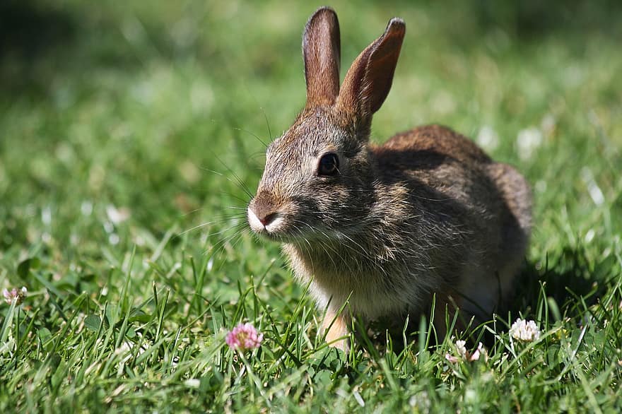 coniglio, coniglio marrone, brucatura, coniglio selvatico, natura, animale, piccolo animale
