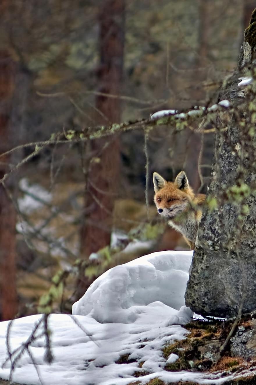 лисица, червена лисица, животно, природа, див, внимание, хитър, месояден, хищник, козина, скрит