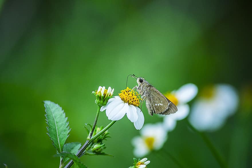 Swift de marca pequena, borboleta, inseto, flor, asas, plantar, jardim, natureza, fechar-se, verão, cor verde