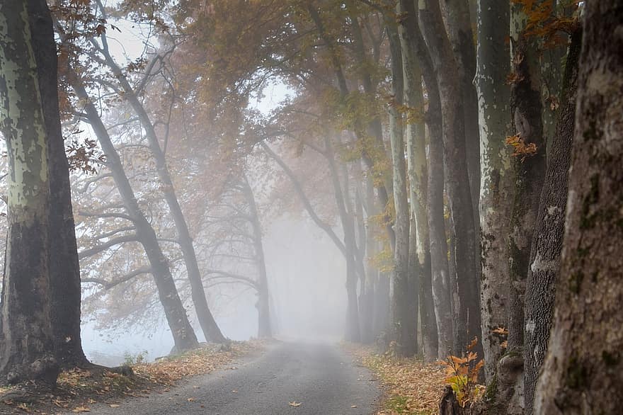sis, ağaçlar, yol, iz, orman yolu, orman, ormanlık, ağaç altındaki çalılık, doğa, sonbahar renkleri, sonbahar yaprakları