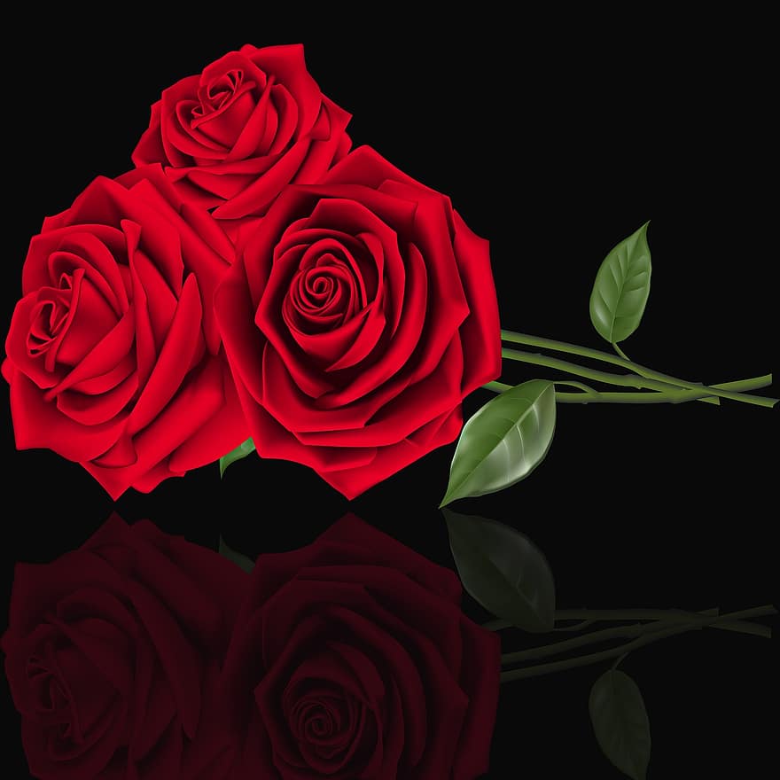 rosa, cinta, daun bunga, bunga, mawar mawar merah, mawar, latar belakang hitam, refleksi, warna, merah