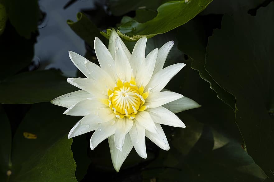 loto, flor, hojas, pétalos, flor blanca, flor de loto, lirio de agua, floración, planta acuática, planta, flora