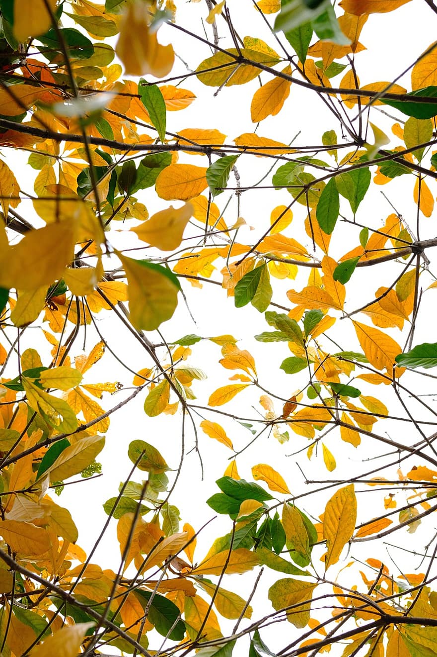 葉、かっこいい、木、秋、黄、シーズン、きらきら、ブランチ、森林、鮮やかな色、工場