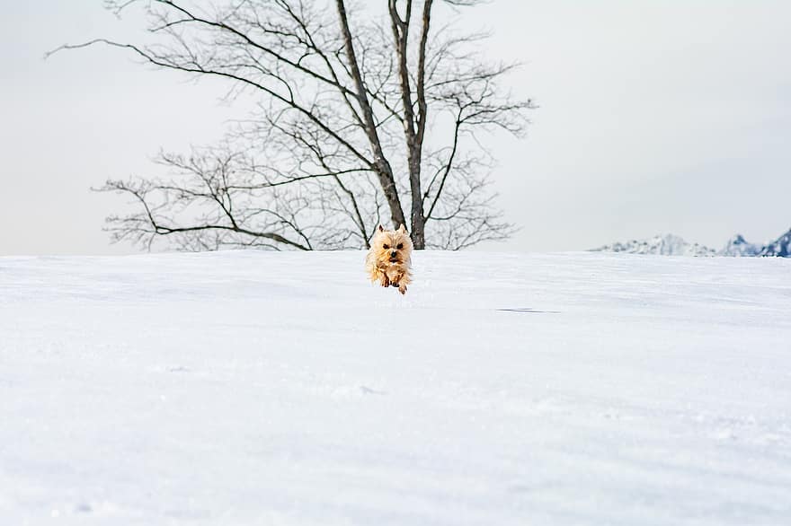 yorkshire terrier, gos, mascota, caní, animal, pell, musell, mamífer, retrat de gossos, món animal, hivern