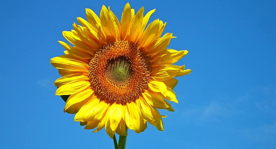 slunečnice, květ, žlutý květ, Příroda, rostlina, zblízka, flóra