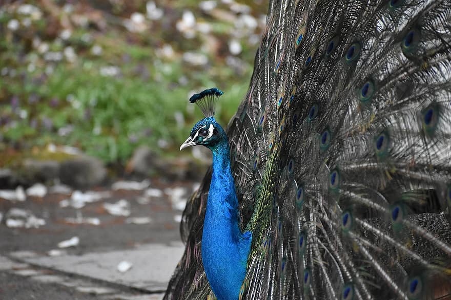 Bird, Peacock, Ornithology, Species, Fauna, Avian, Animal, Wildlife, feather, multi colored, blue