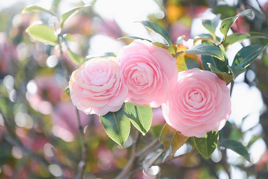 Flowers, Camellia, Bloom, Blossom, Spring, Seasonal, Nature, Petals, Japan, Landscape, Plant