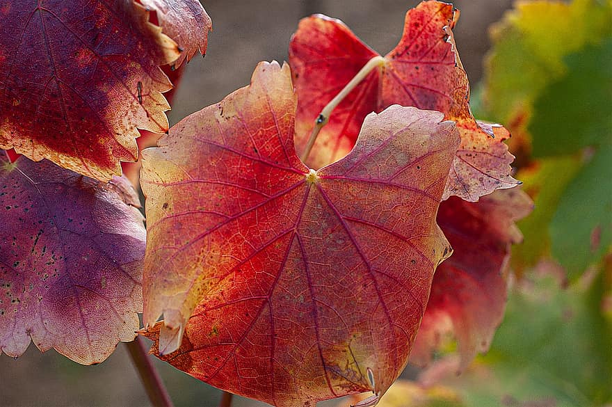 le foglie, natura, autunno, stagione, viticoltura